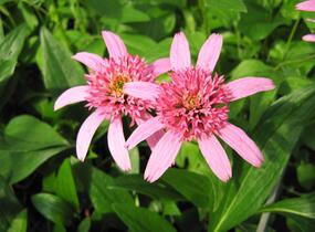 Třapatkovka nachová 'Pink Double Delight' - Echinacea purpurea 'Pink Double Delight'