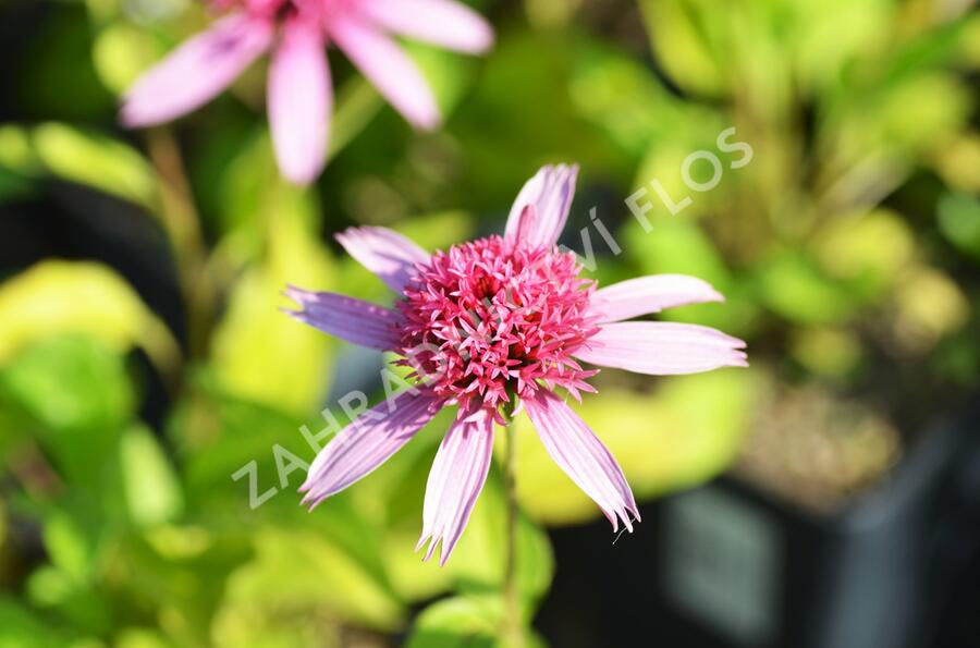 Třapatkovka nachová 'Pink Double Delight' - Echinacea purpurea 'Pink Double Delight'