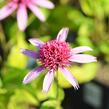 Třapatkovka nachová 'Pink Double Delight' - Echinacea purpurea 'Pink Double Delight'