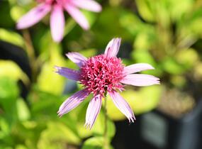 Třapatkovka nachová 'Pink Double Delight' - Echinacea purpurea 'Pink Double Delight'