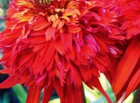 Třapatkovka nachová 'Hot Papaya' - Echinacea purpurea 'Hot Papaya'
