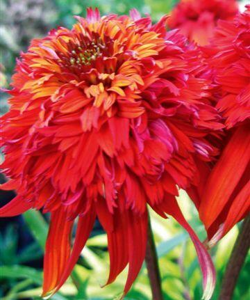 Třapatka nachová 'Hot Papaya' - Echinacea purpurea 'Hot Papaya'