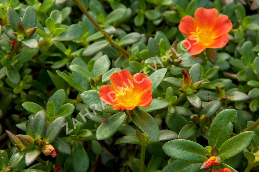 Šrucha 'Red' - Portulaca umbraticola 'Red'
