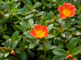 Šrucha 'Red' - Portulaca umbraticola 'Red'