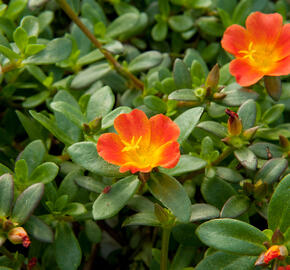 Šrucha 'Red' - Portulaca umbraticola 'Red'