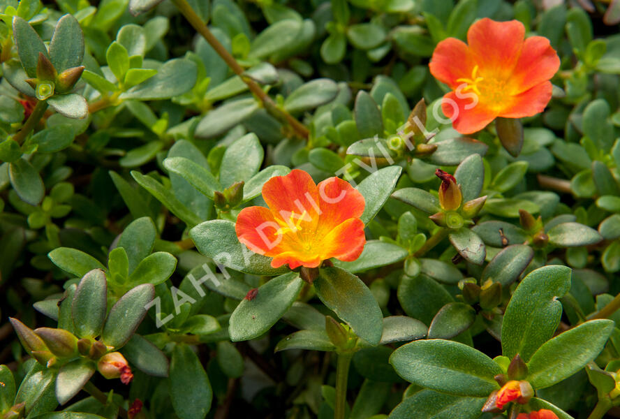 Šrucha 'Red' - Portulaca umbraticola 'Red'