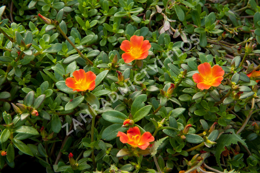 Šrucha 'Red' - Portulaca umbraticola 'Red'