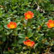 Šrucha 'Red' - Portulaca umbraticola 'Red'