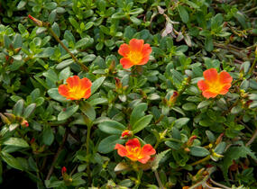 Šrucha 'Red' - Portulaca umbraticola 'Red'