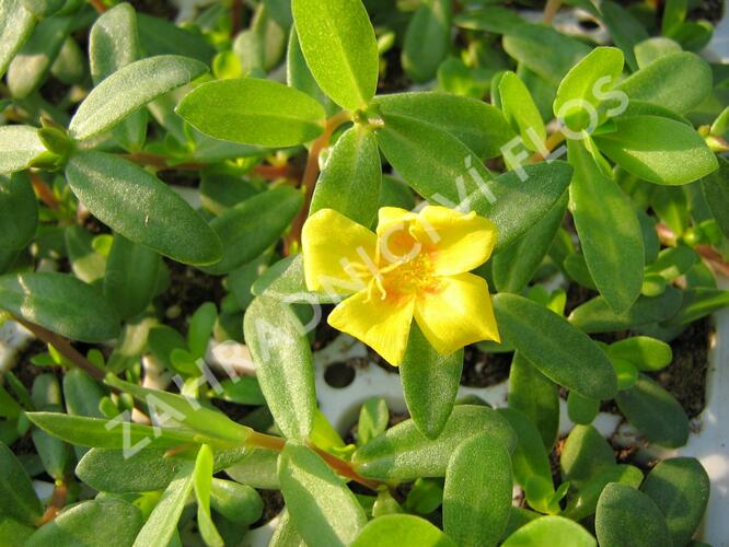 Šrucha 'Yellow' - Portulaca umbraticola Imagine 'Yellow'