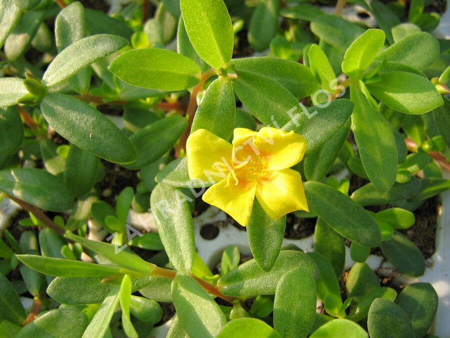 Šrucha 'Yellow' - Portulaca umbraticola Imagine 'Yellow'