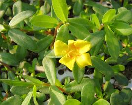 Šrucha 'Yellow'