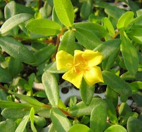 Šrucha 'Yellow' - Portulaca umbraticola Imagine 'Yellow'