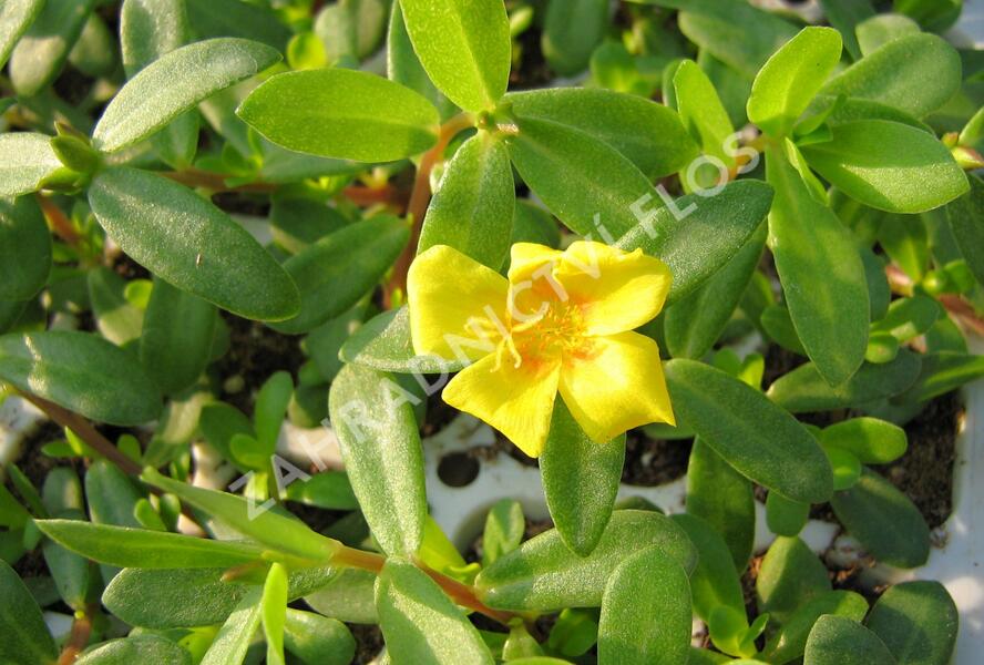 Šrucha 'Yellow' - Portulaca umbraticola Imagine 'Yellow'