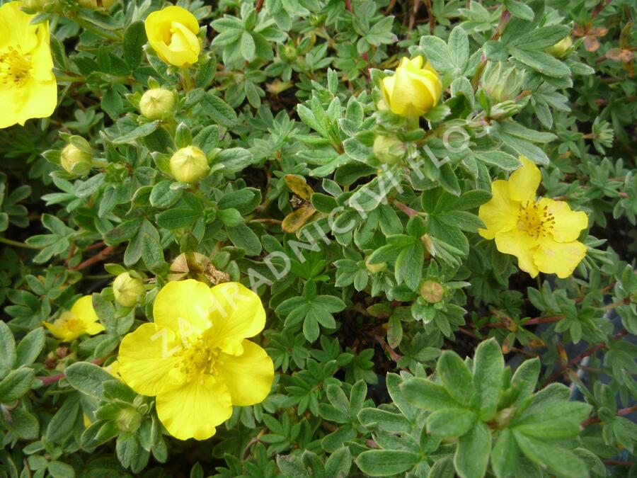 Mochna křovitá 'Medicine Wheel Mountain' - Potentilla fruticosa 'Medicine Wheel Mountain'