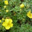 Mochna křovitá 'Medicine Wheel Mountain' - Potentilla fruticosa 'Medicine Wheel Mountain'