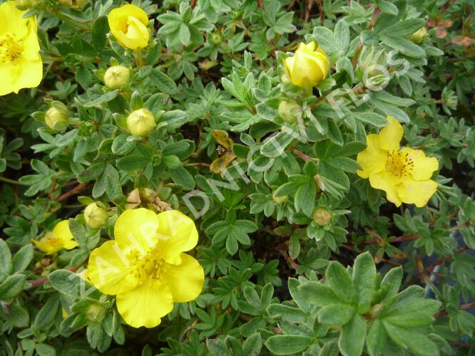 Mochna křovitá 'Medicine Wheel Mountain' - Potentilla fruticosa 'Medicine Wheel Mountain'