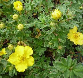 Mochna křovitá 'Medicine Wheel Mountain' - Potentilla fruticosa 'Medicine Wheel Mountain'