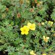 Mochna křovitá 'Medicine Wheel Mountain' - Potentilla fruticosa 'Medicine Wheel Mountain'