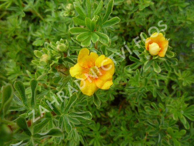 Mochna křovitá 'Hopley's Orange' - Potentilla fruticosa 'Hopley's Orange'