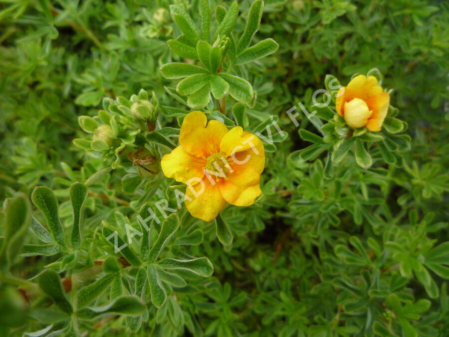 Mochna křovitá 'Hopley's Orange' - Potentilla fruticosa 'Hopley's Orange'