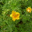 Mochna křovitá 'Hopley's Orange' - Potentilla fruticosa 'Hopley's Orange'