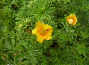 Mochna křovitá 'Hopley's Orange' - Potentilla fruticosa 'Hopley's Orange'