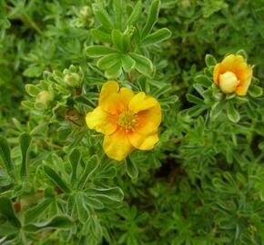 Mochna křovitá 'Hopley's Orange' - Potentilla fruticosa 'Hopley's Orange'