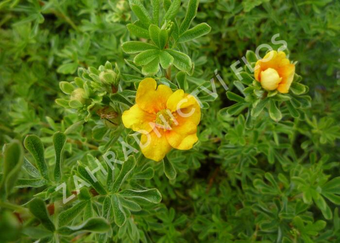Mochna křovitá 'Hopley's Orange' - Potentilla fruticosa 'Hopley's Orange'