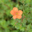 Mochna křovitá 'Hopley's Orange' - Potentilla fruticosa 'Hopley's Orange'