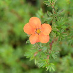 Mochna křovitá 'Hopley's Orange' - Potentilla fruticosa 'Hopley's Orange'