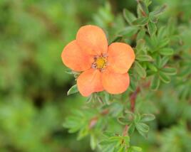 Mochna křovitá 'Hopley's Orange'