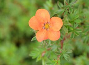 Mochna křovitá 'Hopley's Orange' - Potentilla fruticosa 'Hopley's Orange'