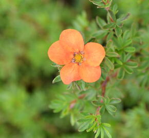 Mochna křovitá 'Hopley's Orange' - Potentilla fruticosa 'Hopley's Orange'