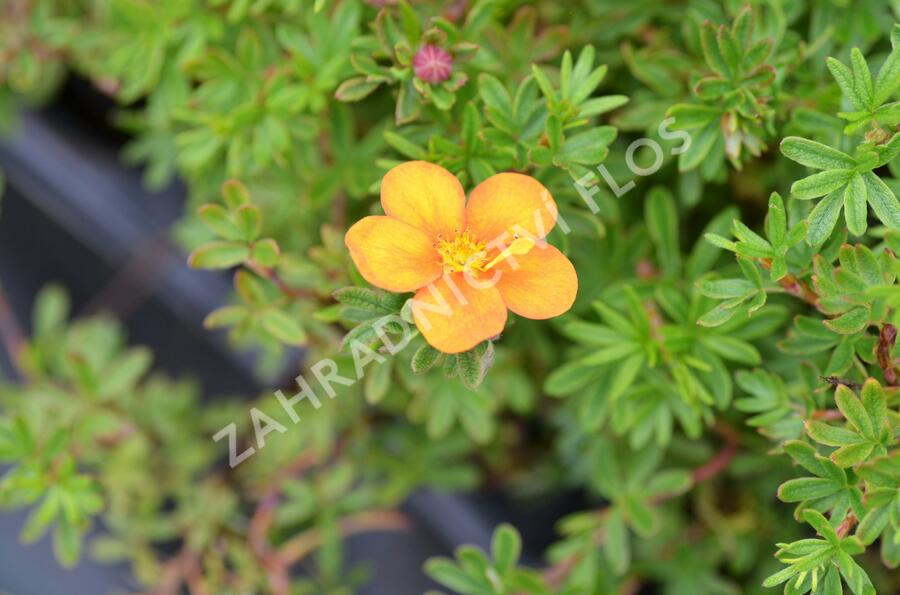 Mochna křovitá 'Hopley's Orange' - Potentilla fruticosa 'Hopley's Orange'