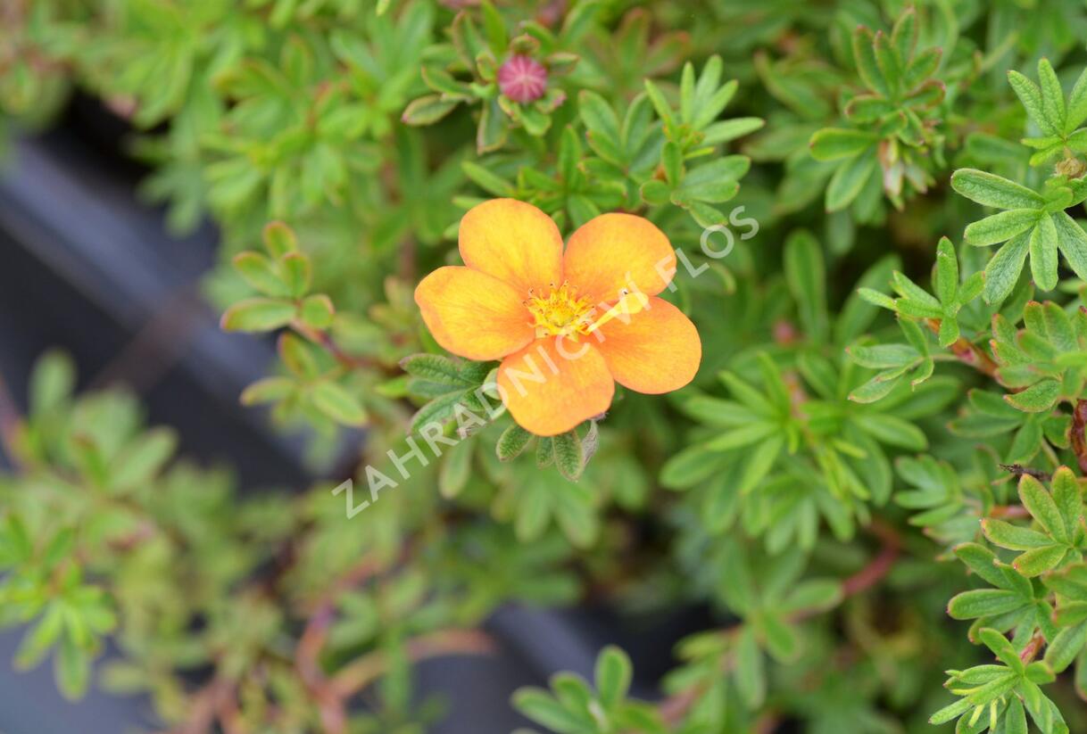 Mochna křovitá 'Hopley's Orange' - Potentilla fruticosa 'Hopley's Orange'
