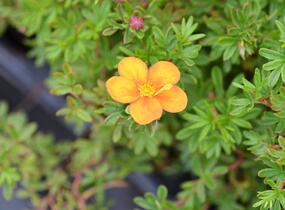 Mochna křovitá 'Hopley's Orange' - Potentilla fruticosa 'Hopley's Orange'