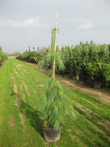 Borovice vejmutovka 'Pendula' - Pinus strobus 'Pendula'