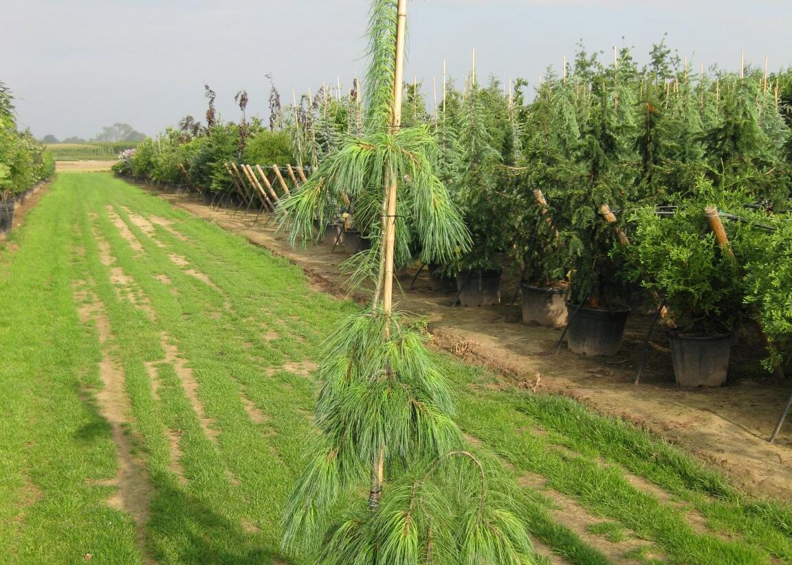 Borovice vejmutovka 'Pendula' - Pinus strobus 'Pendula'