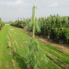 Borovice vejmutovka 'Pendula' - Pinus strobus 'Pendula'