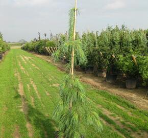 Borovice vejmutovka 'Pendula' - Pinus strobus 'Pendula'