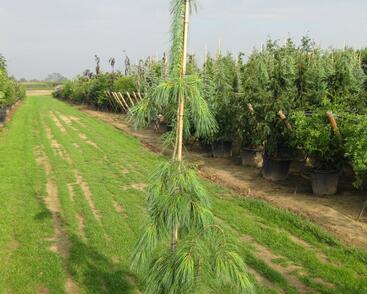 Borovice vejmutovka 'Pendula'