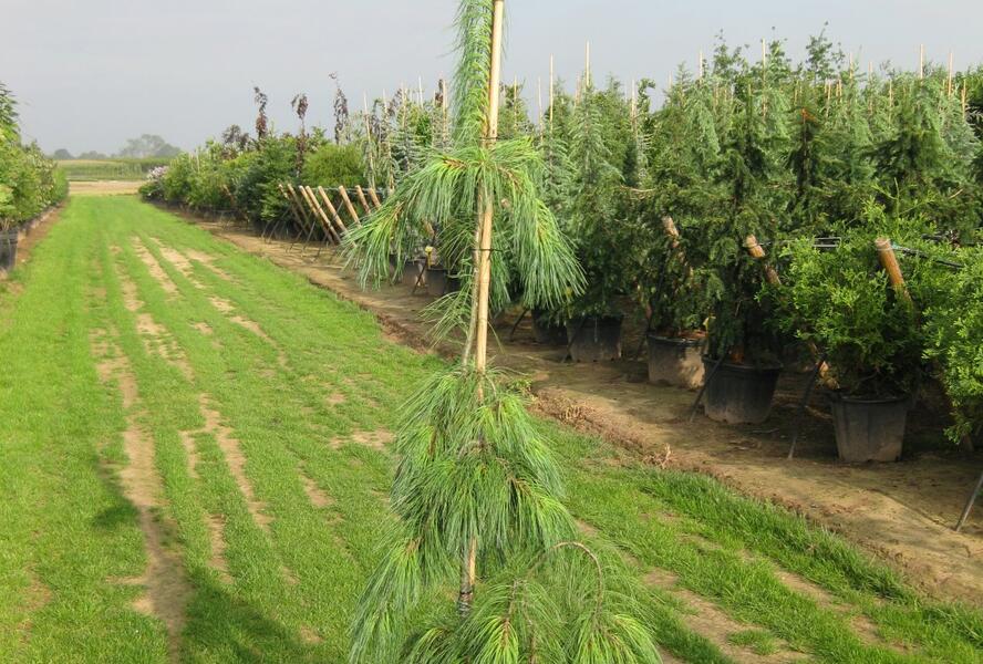 Borovice vejmutovka 'Pendula' - Pinus strobus 'Pendula'