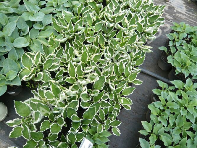 Bohyška - Hosta mix