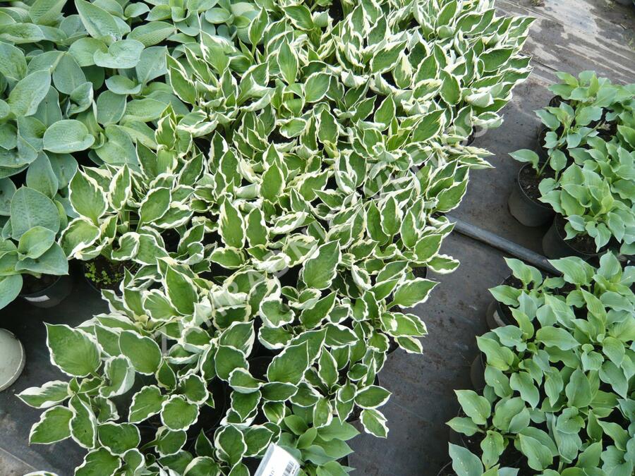 Bohyška - Hosta mix