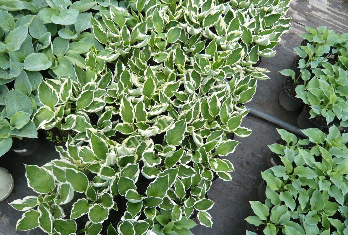 Bohyška - Hosta mix