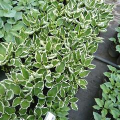 Bohyška - Hosta mix