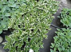 Bohyška - Hosta mix