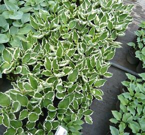 Bohyška - Hosta mix