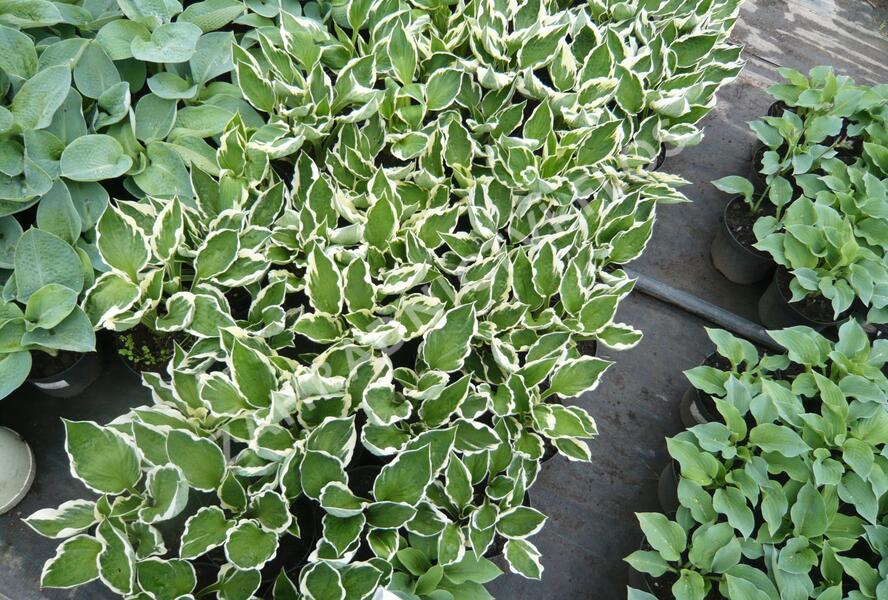 Bohyška - Hosta mix